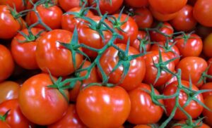 रसोई से मंडी तक हाहाकार: टमाटर-प्याज़-आलू पर मौसम की मार