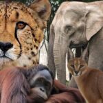 प्रत्येक जनपद में वन्यजीव नसबंदी केंद्र की होगी स्थापना – मुख्यमंत्री धामी